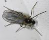 Lestremiinae inconnu